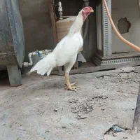 خروس لاری یه تیغ سفید