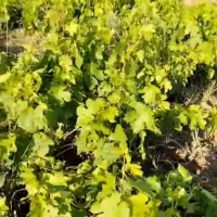 فروش-550-متری