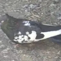 کبوتر سینه سیاه