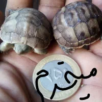 کوچولوی فرز