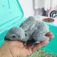 جوجه کاسکو|پرنده|اهواز, زیتون کارمندی|دیوار
