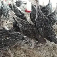 بوقلمون ۴۰ روزه