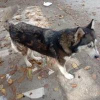 سگ هاسگی|سگ|ارومیه, |دیوار