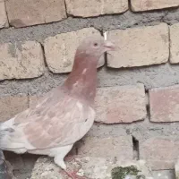 هفرنگ کوهی سرخ هفرنگ ماده|پرنده|دشتابی, |دیوار