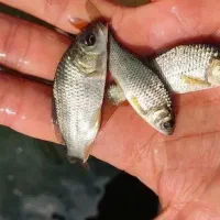 انواع بچه ماهی کپور امور ازاد فیتوفاک بیگهد|ماهی|آمل, |دیوار