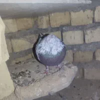 کبوتر پرشی با جوجه 1500
