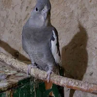طوطی عروس هلندی
