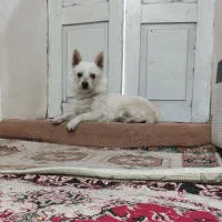 واکسن خورده وسلامت از هر نظر