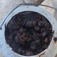سیر ترشی