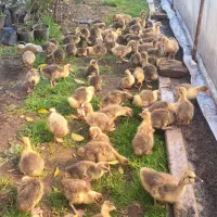 جوجه غاز درجه یک