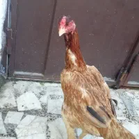 مرغ لاری|حیوانات مزرعه|رشت, کوی حسینی|دیوار