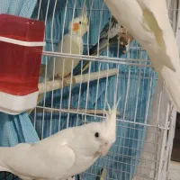 عروس هلندی مولد