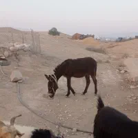 خرگله ای|حیوانات مزرعه|برازجان, |دیوار