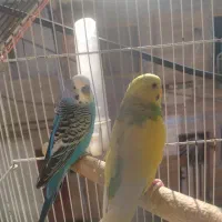 5000000|پرنده|رشت, لاکان شهر|دیوار