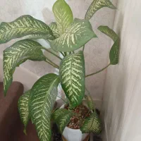 گلدان دیفن باخی