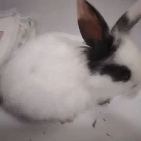 خرگوش بامزه مینیاتوری