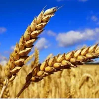 تحقیقات سرمایه تان ۷۰۰ برابر|فعالیت داوطلبانه تحقیقاتی|اردبیل, |دیوار