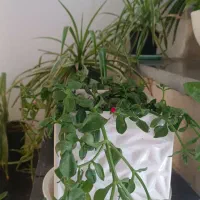 گل و گیاه|گل و گیاه طبیعی|سبزوار, پاسداران|دیوار