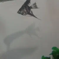 همه نوع ماهی|ماهی|نظرآباد, مسکن مهر نظرآباد|دیوار