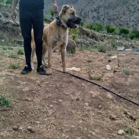 سرابی 14ماهه|سگ|چورزق, |دیوار