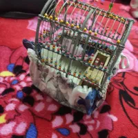 قفس پرنده|لوازم جانبی حیوانات|بروجرد, |دیوار