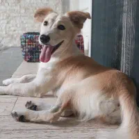 واگذاری رایگان سگ