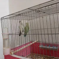 کوتوله برزیلی