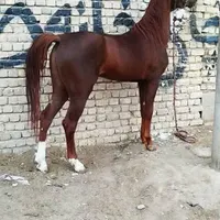 اسب نریان کرد
