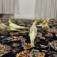 عروس هلندی
