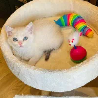 عروسکا|گربه|قزوین, |دیوار