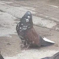 کبوتر قاره دم سفید کاکل نر