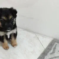 توله ژرمن دورنگ