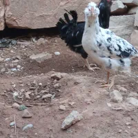 فروش تخم مرغ گلین