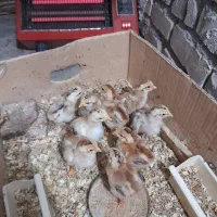 جوجه لاری ترک افغان