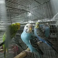 مرغ عشق|پرنده|نسیمشهر, |دیوار