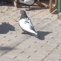 کفتر سینه سیاه