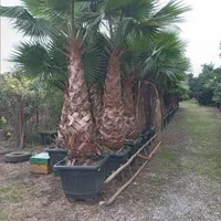 باغبانی طراحی باغچه چمن ابیاری قطره ای باچک مدتدار|خدمات باغبانی و درختکاری|تهران, ونک|دیوار