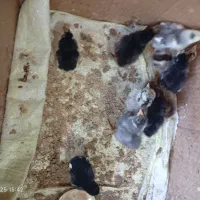 فروش ده عدد خروس خوش رنگ گلین نه ماه دارند