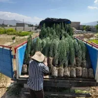 نهال سروناز شیراز سرو درخت|خدمات باغبانی و درختکاری|خفر, |دیوار