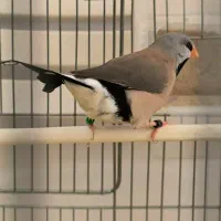 فنج|پرنده|تهران, پیکان شهر|دیوار