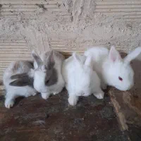 جوجه خرگوش تازه علف خوارشدند دانه ۲۰۰شهرک رجایی|موش و خرگوش|مشهد, اروند|دیوار