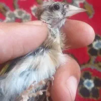 چهارعددجوجه سهره متولدقفس(تک فروشی ندارم)|پرنده|کرمانشاه, |دیوار