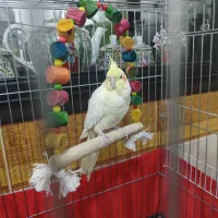 جفت عروس هلندی