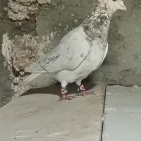 سار نر پرشی  سار دم سف