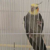 طوطی عروس هلندی