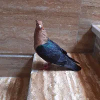 کبوتر اورشینگل زیبا