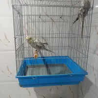 عروس هلندی|پرنده|ایوان, |دیوار