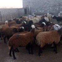 گوسفند و بره نر و ماده