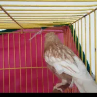 قناری نر بشرط|پرنده|تربت‌حیدریه, بوستان باغ ملی|دیوار