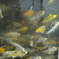 ماهی کوی|ماهی|شریفآباد, |دیوار